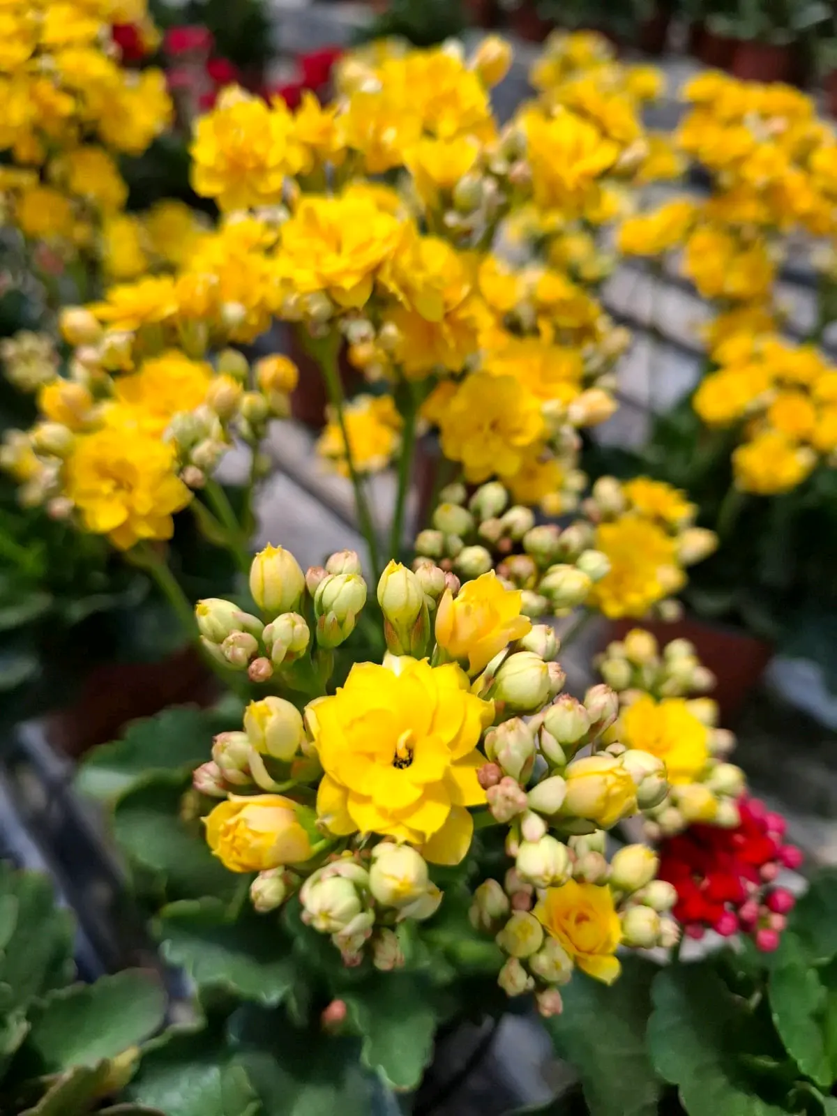 Planta Kalanchoe amarilla en maceta - miniatura 1