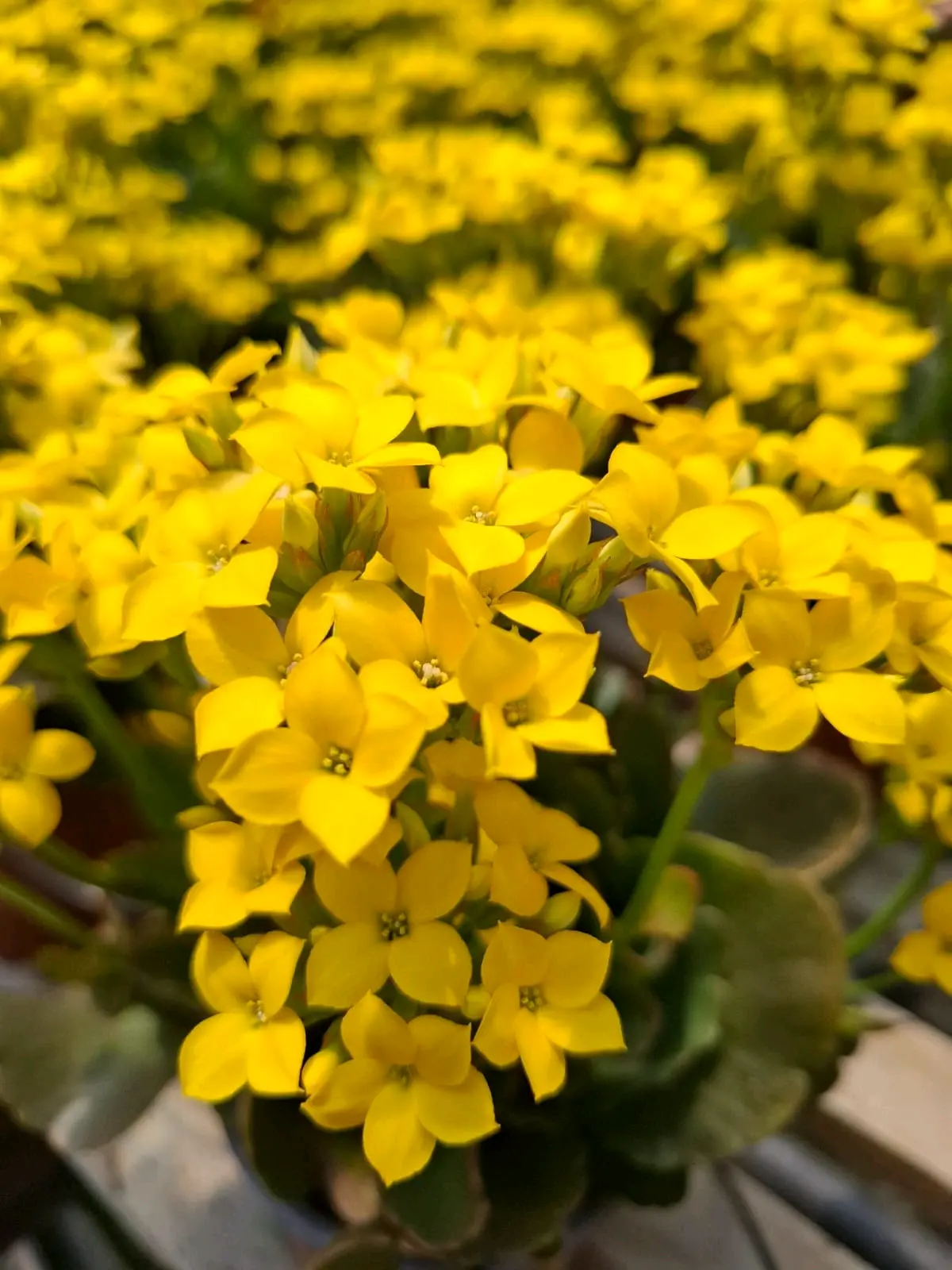 Planta Kalanchoe amarilla en maceta - miniatura 2