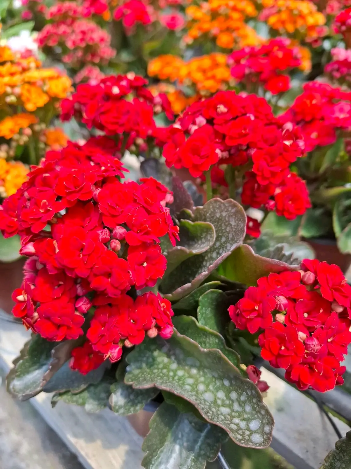 Planta Kalanchoe amarilla en maceta - miniatura 3
