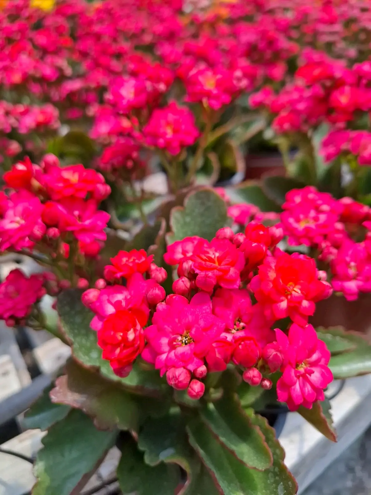 Planta Kalanchoe amarilla en maceta - miniatura 4