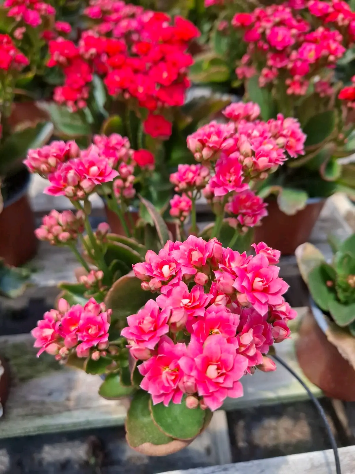 Planta Kalanchoe amarilla en maceta - miniatura 5