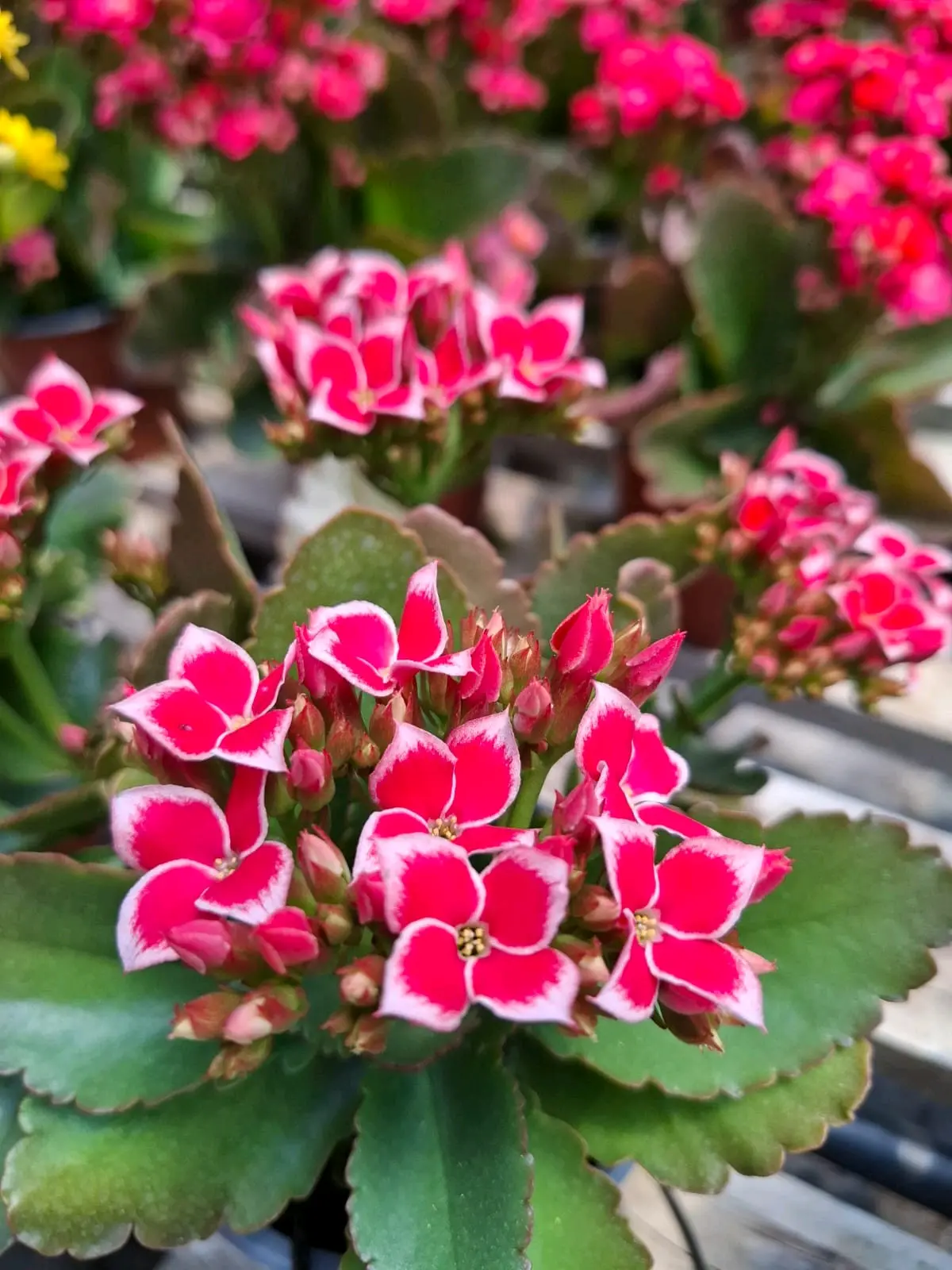 Planta Kalanchoe amarilla en maceta - miniatura 6