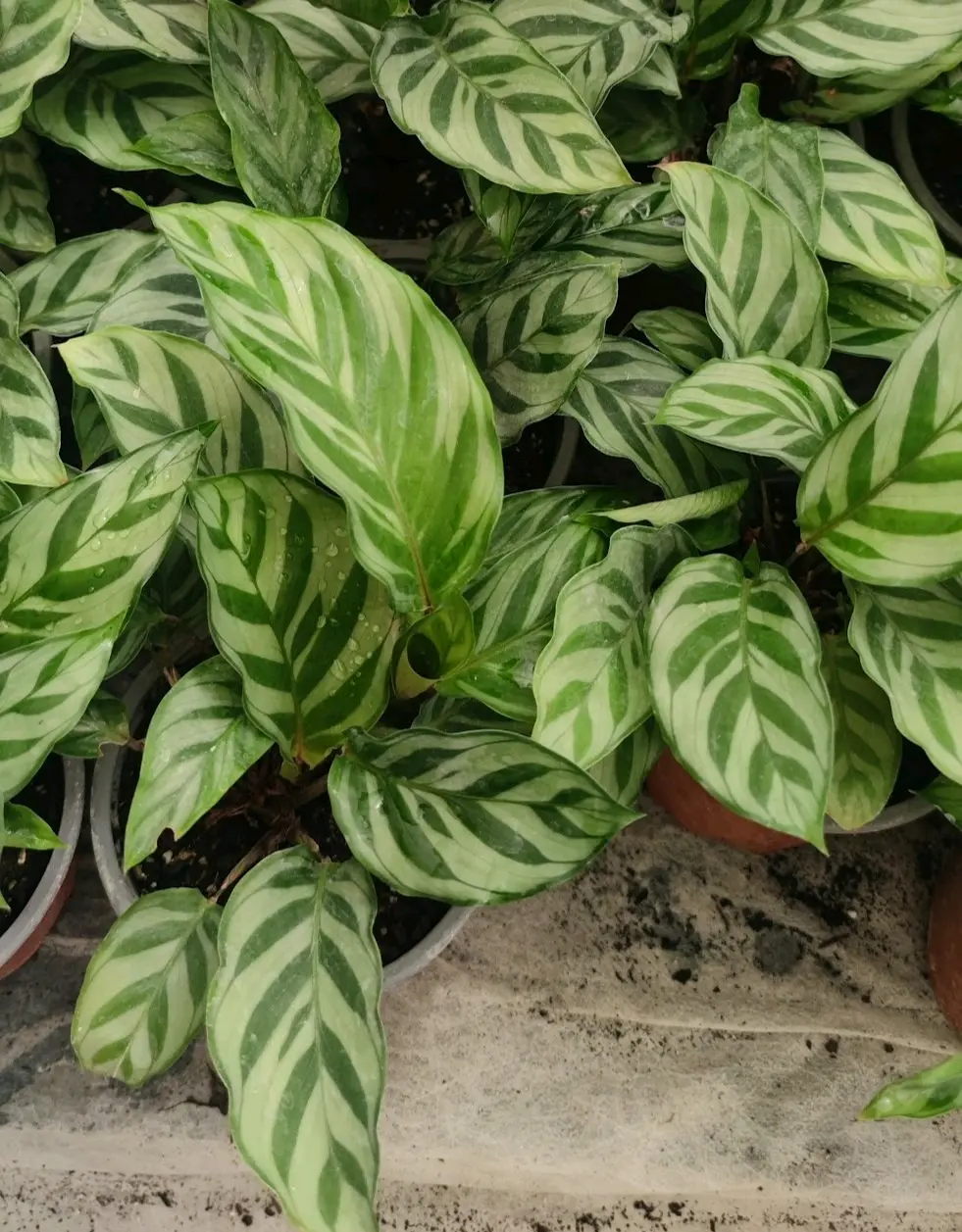 Planta Calathea Freddy - miniatura 1