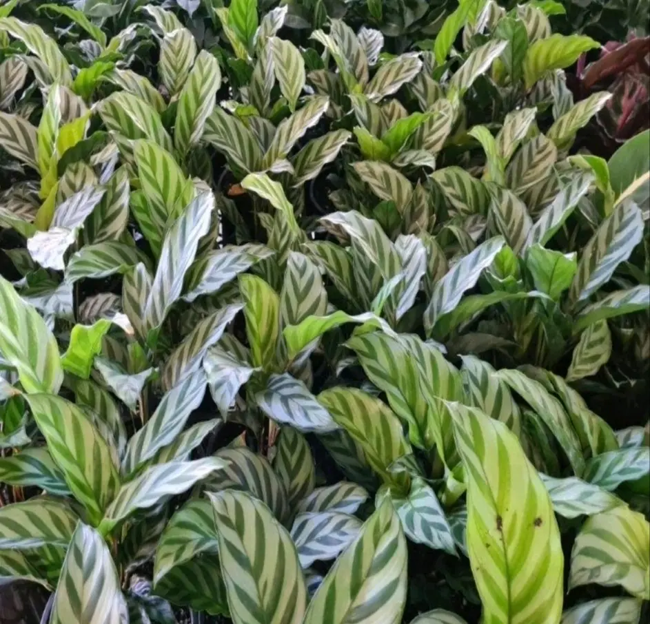 Planta Calathea Freddy - miniatura 2