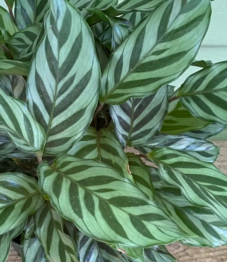 Planta Calathea Freddy - miniatura 3