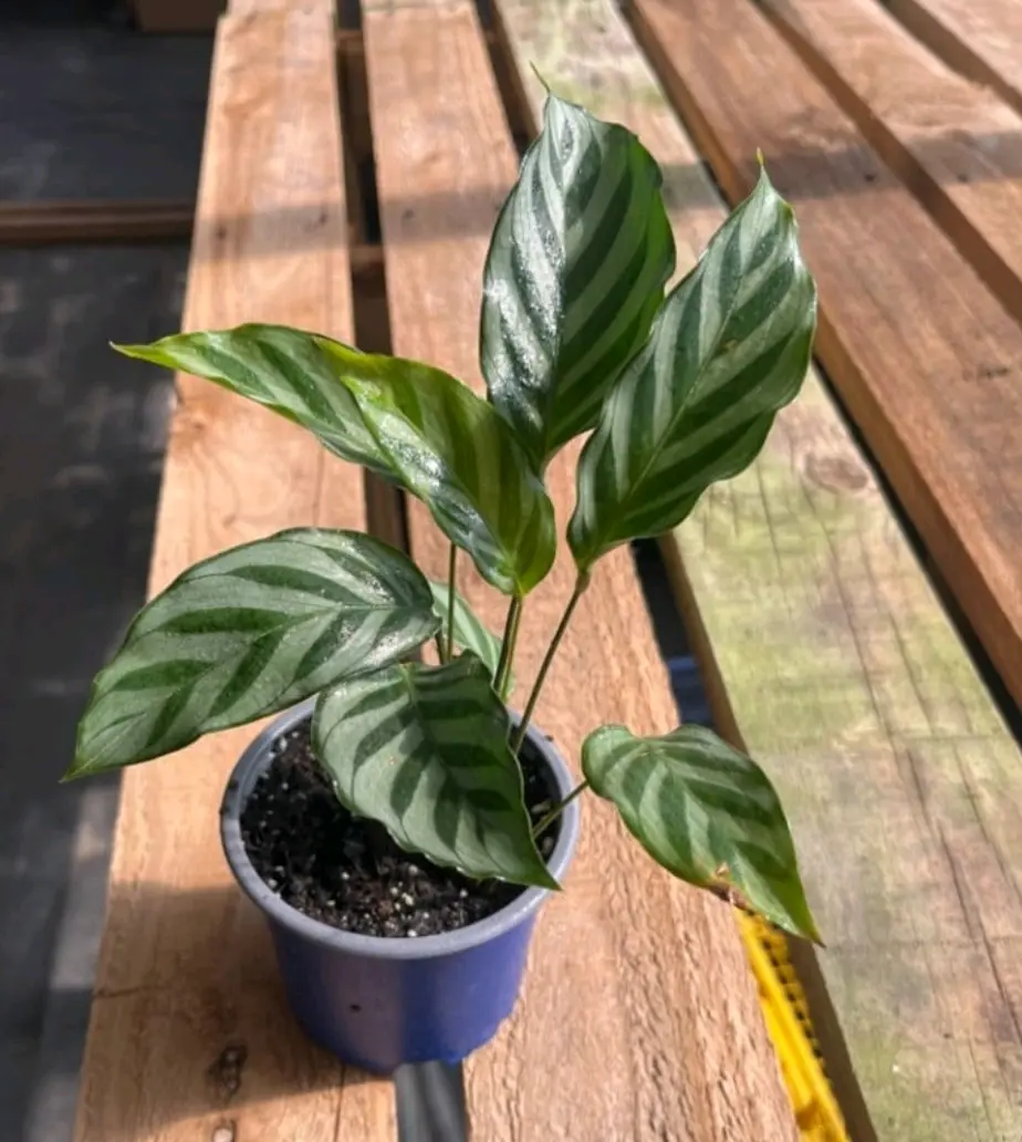 Planta Calathea Freddy - miniatura 4