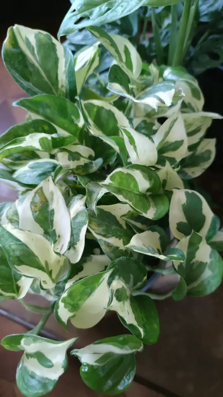 Planta Photus N' Joys