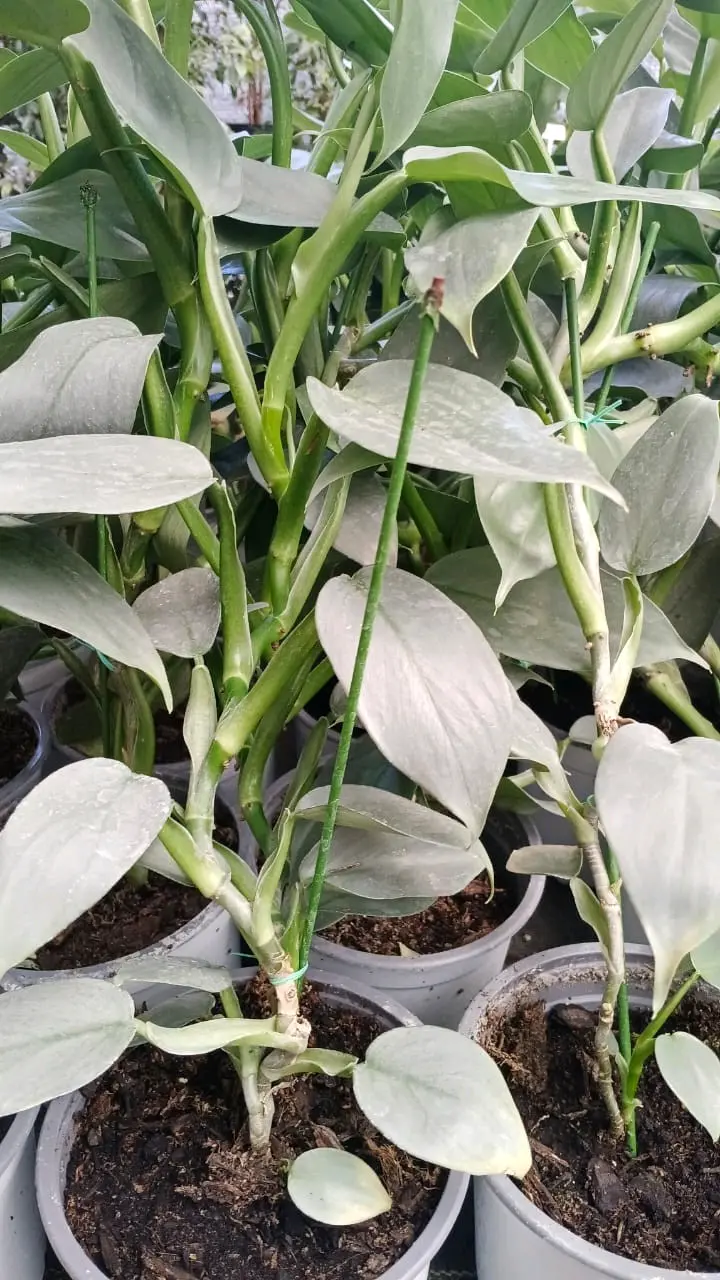 Planta Philodendro Silver - miniatura 1