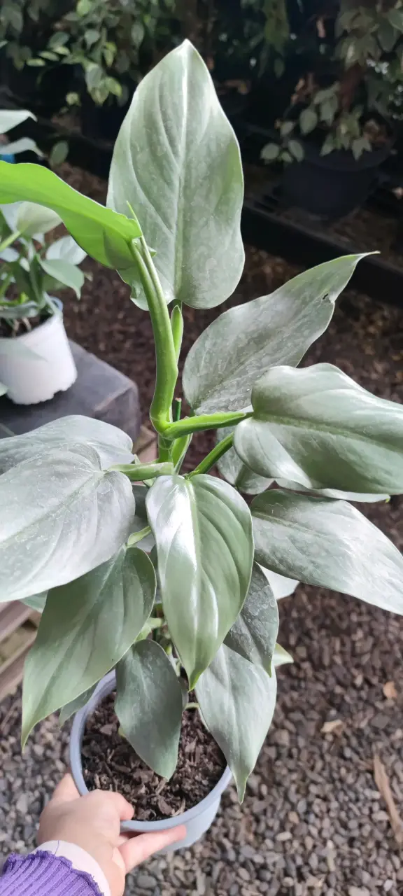 Planta Philodendro Silver - miniatura 2