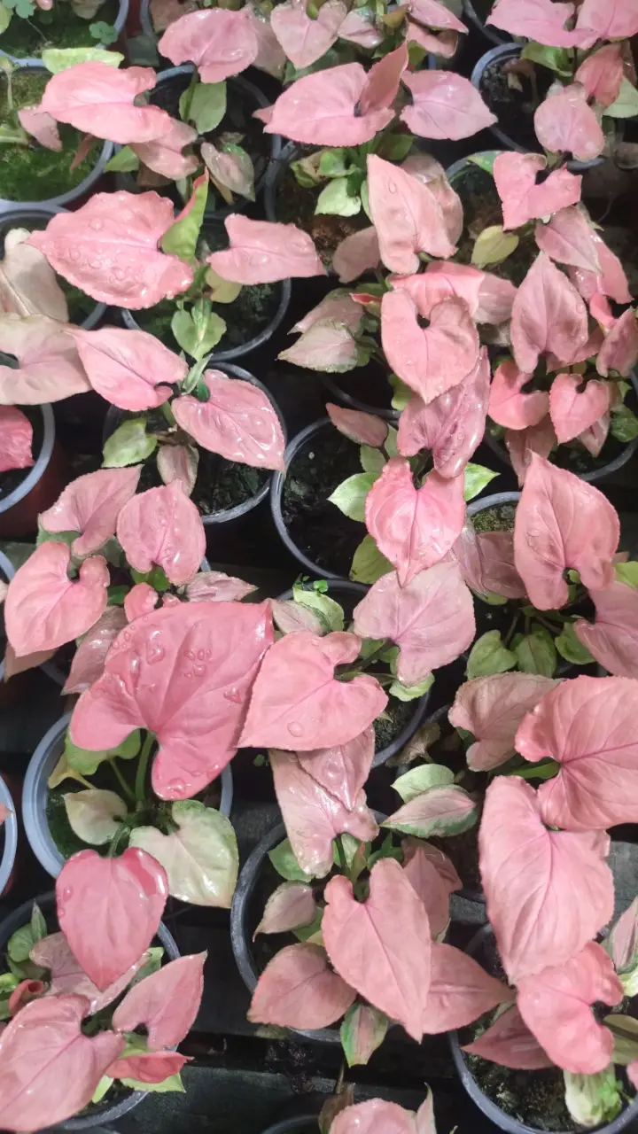 Planta Singonio Pink Neon - miniatura 1