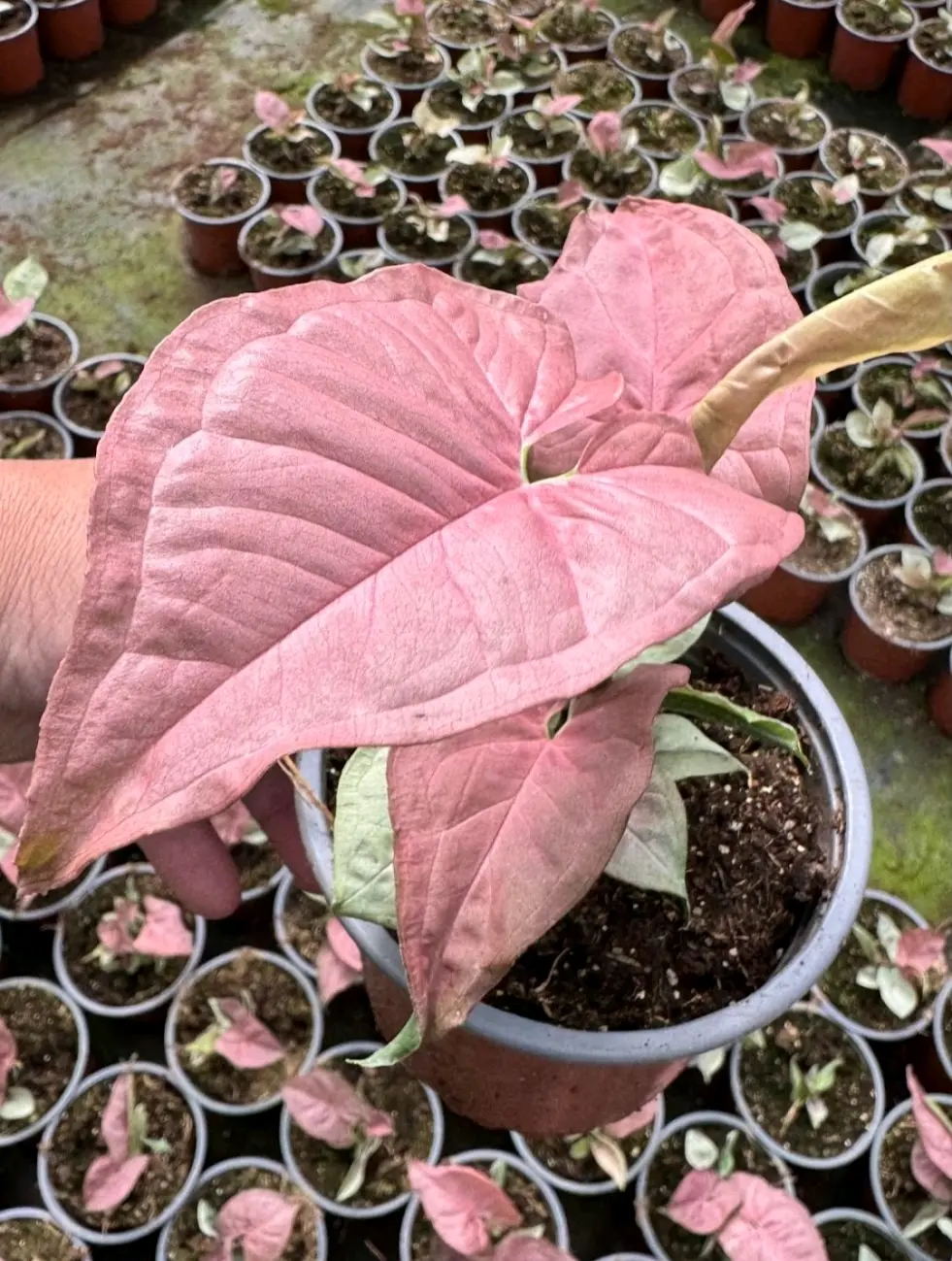 Planta Singonio Pink Neon - miniatura 2