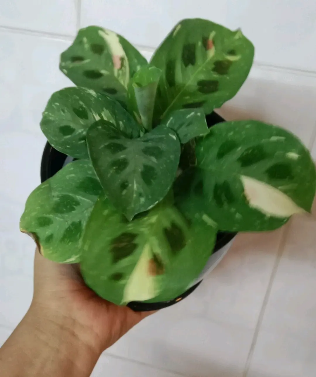 Planta Maranta kerchorviana Variegada