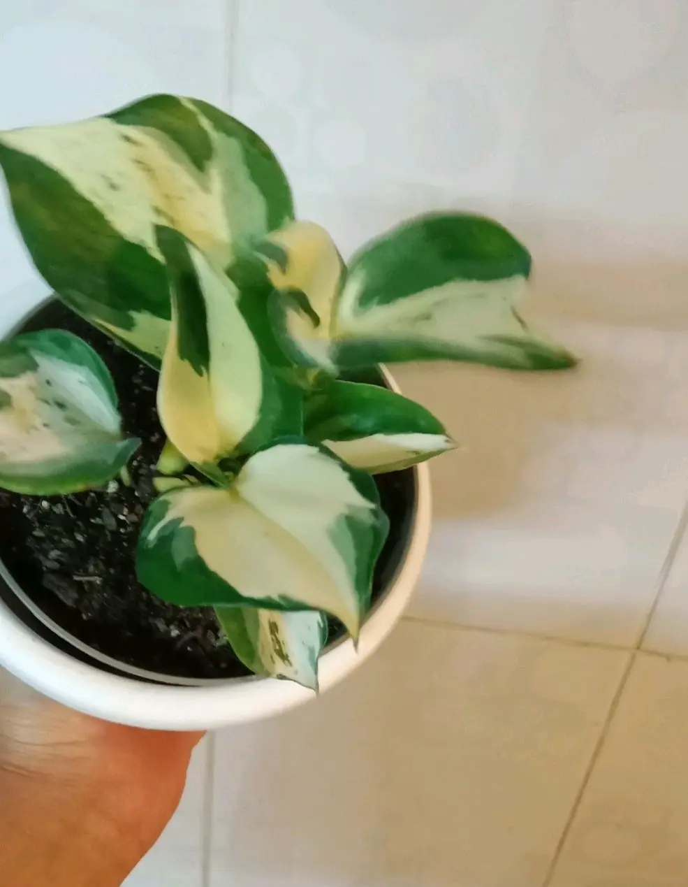 Planta Photus Man Yula , Jaula