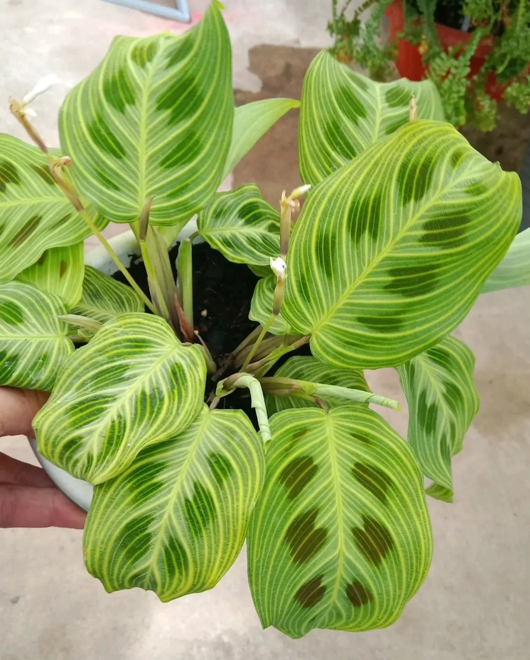 Planta Marantha Ligth Vein - miniatura 1