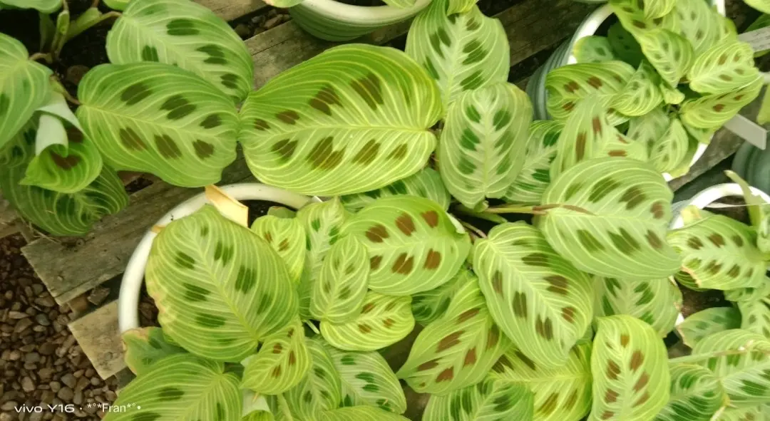 Planta Marantha Ligth Vein - miniatura 2