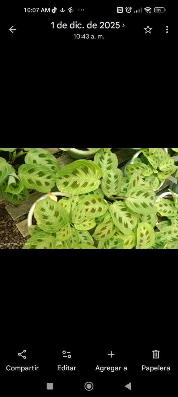 Planta Marantha Ligth Vein - miniatura 3