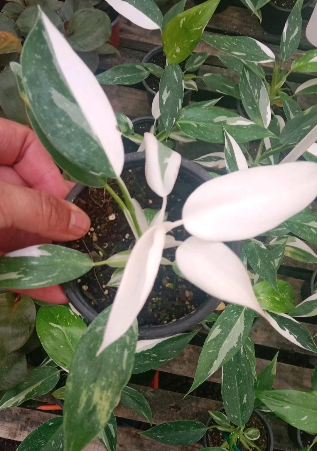 Planta Philodendro Príncipe withe - miniatura 1