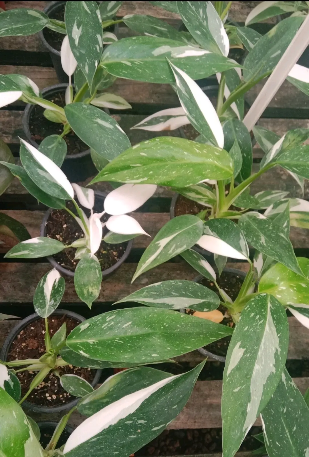 Planta Philodendro Príncipe withe - miniatura 2