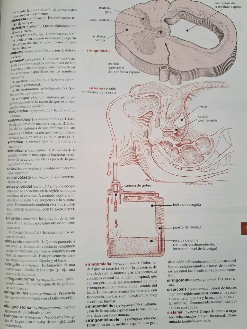 Diccionario Médico Ilustrado Harper Collins - miniatura 4