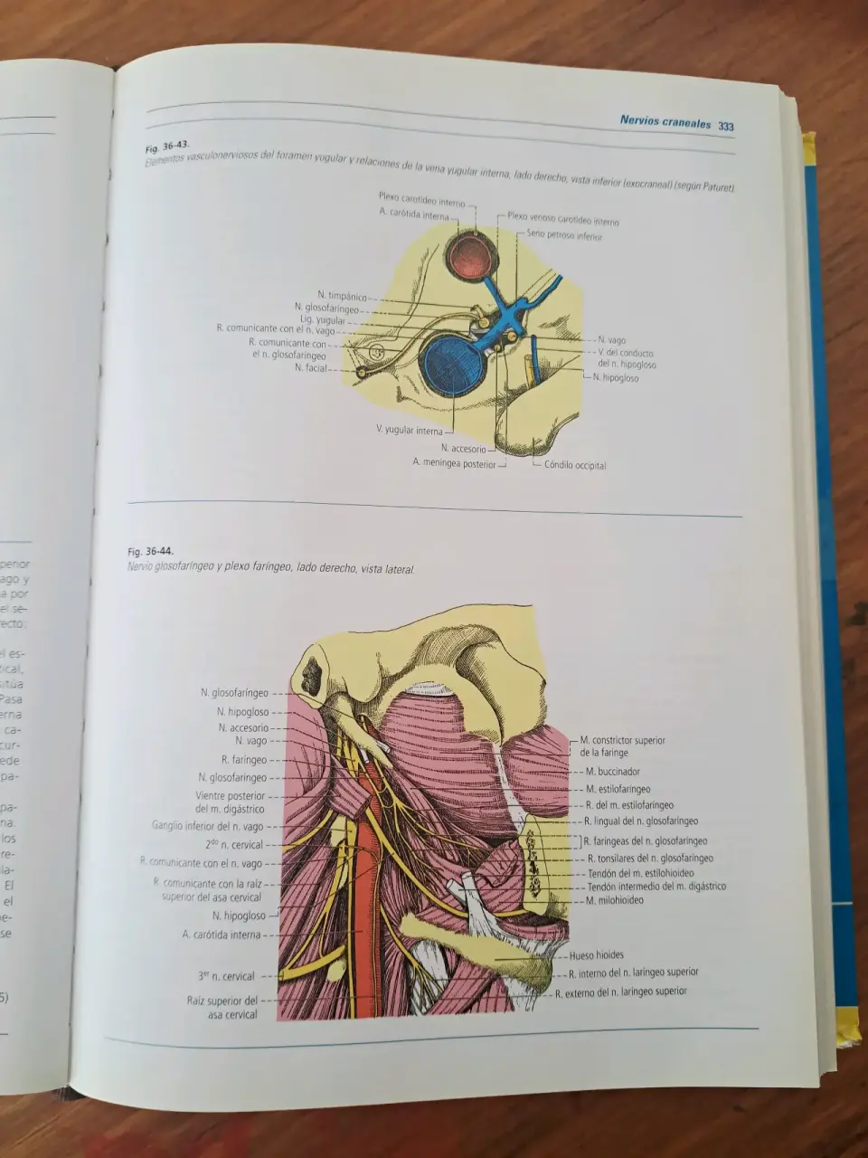 Latarjet Ruiz Anatomía Humana Tomos 1 y 2 - miniatura 3