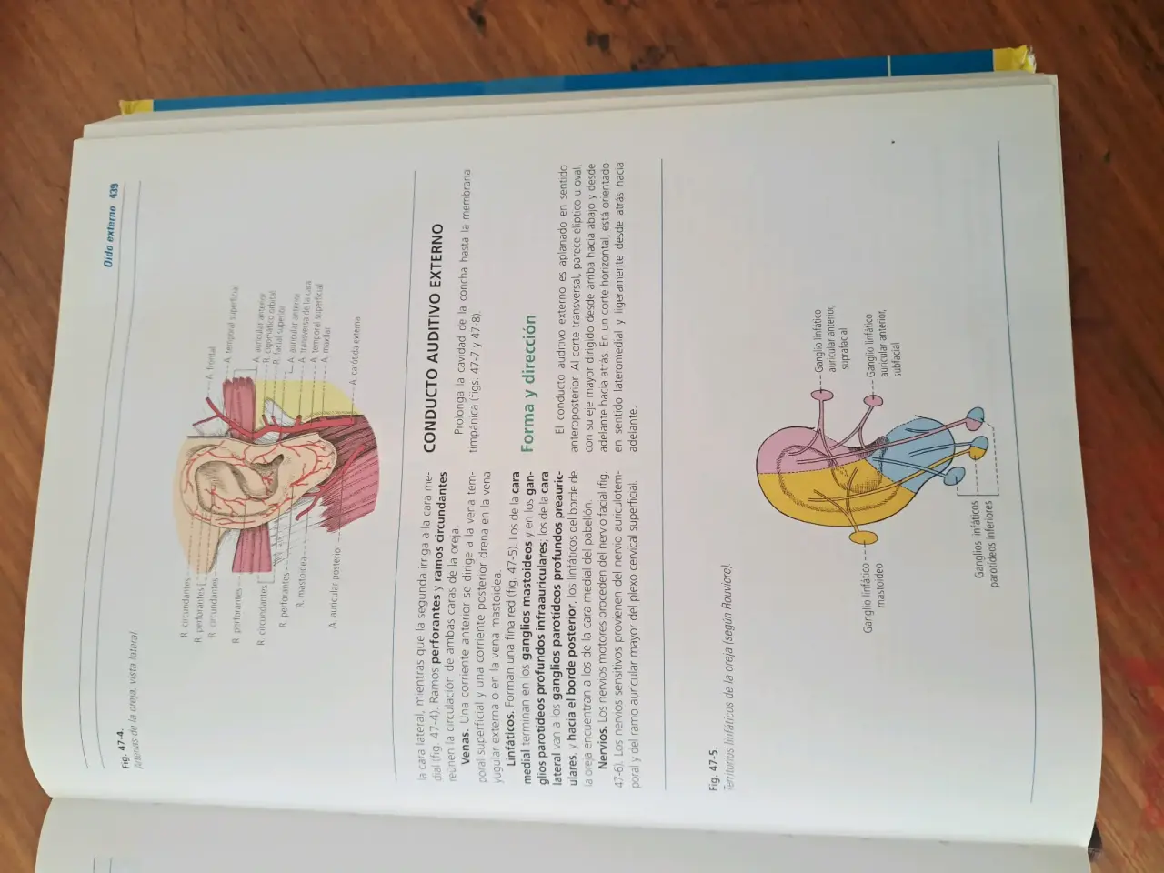 Latarjet Ruiz Anatomía Humana Tomos 1 y 2 - miniatura 5
