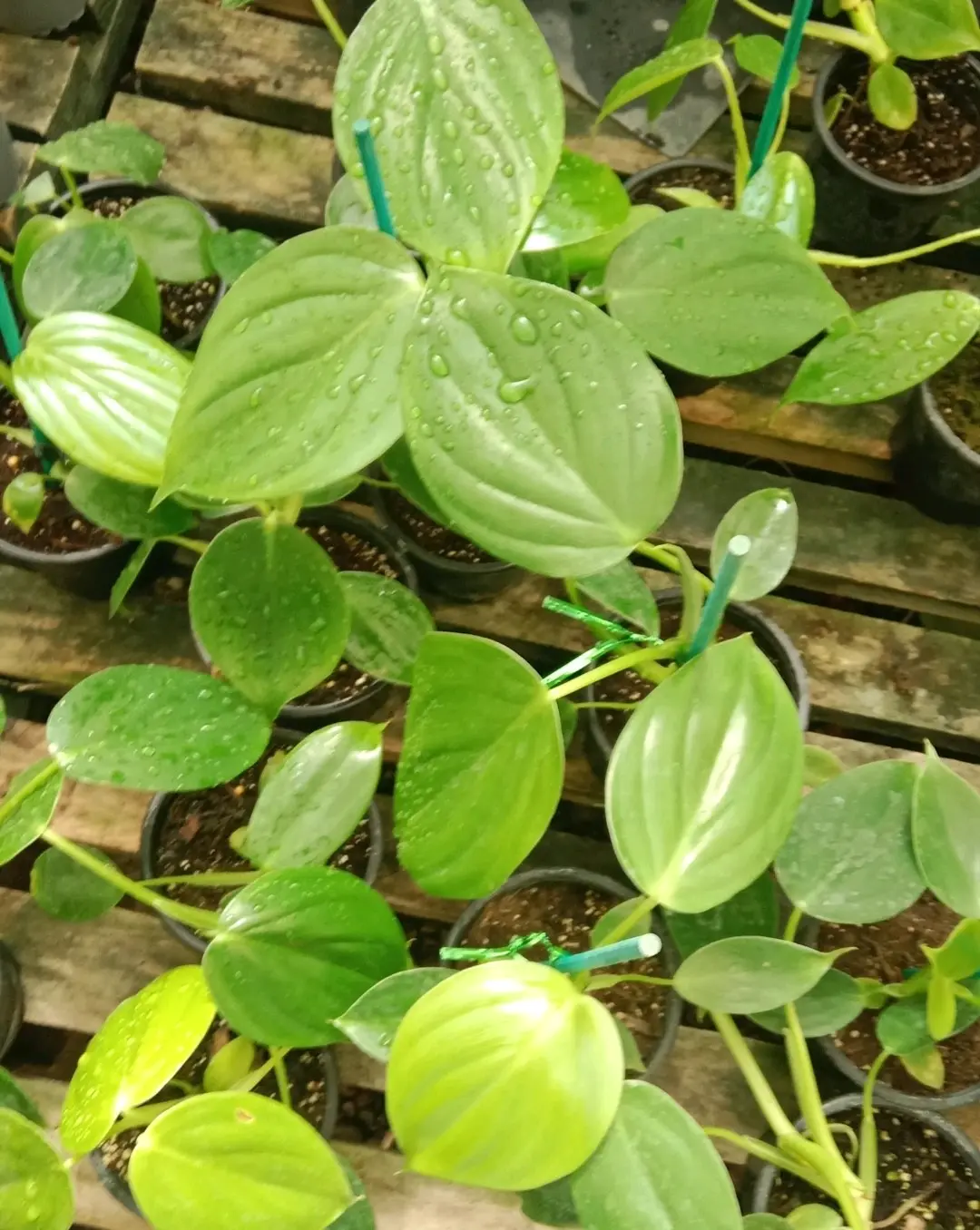 Planta Philodendro Pitieri