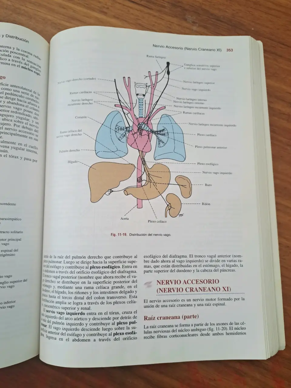 Libro Snell  Neuroanatomía Clínica 5ª Edición - miniatura 2
