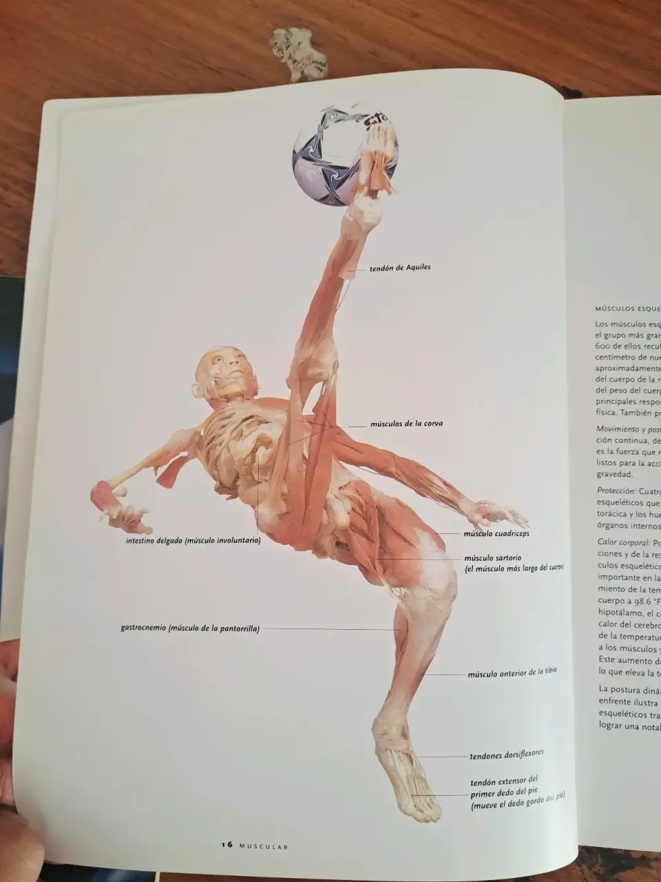 Libro 'Bodies: The Exhibition' - miniatura 2