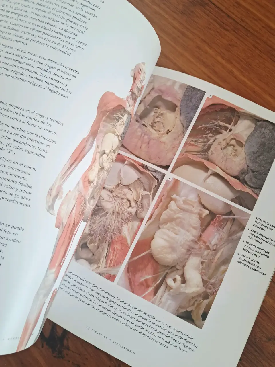 Libro 'Bodies: The Exhibition' - miniatura 3