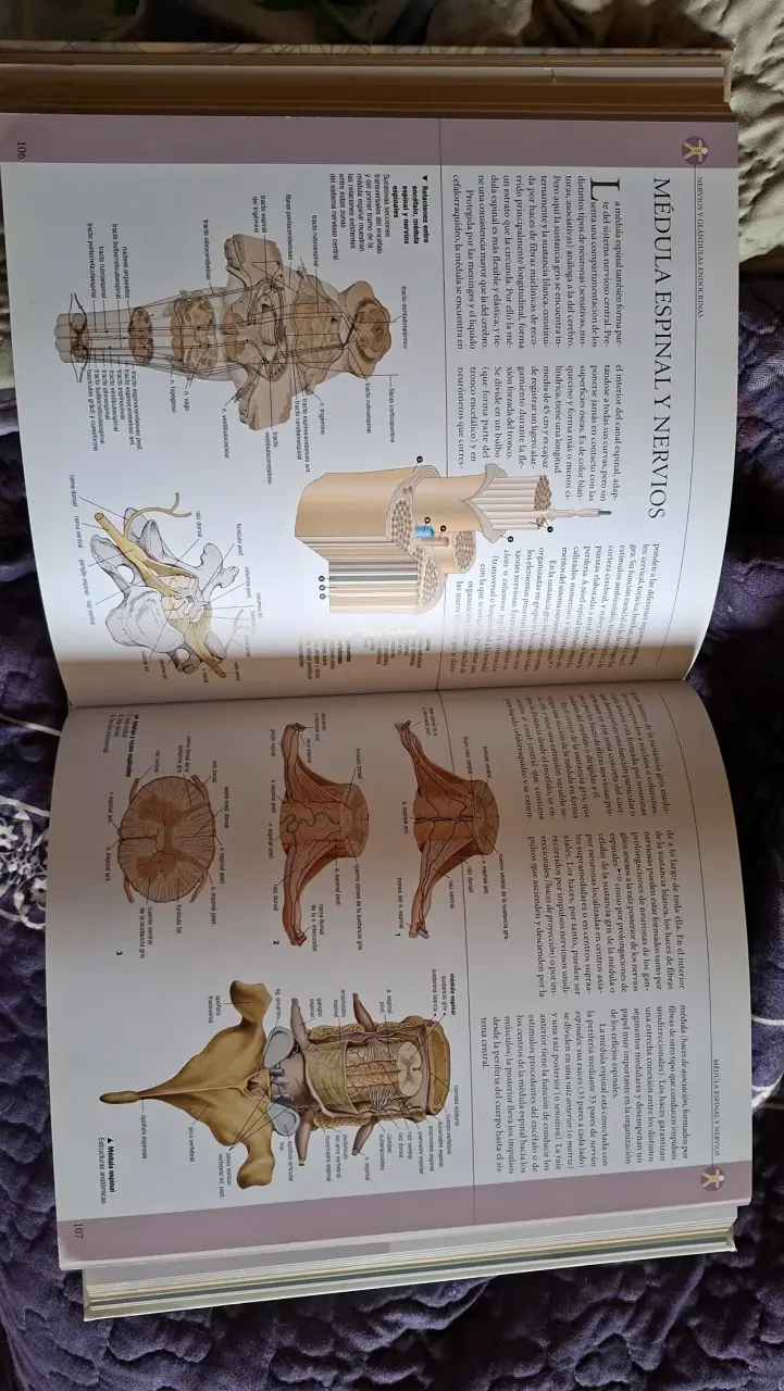 Libro de anatomía ilustrado - 2