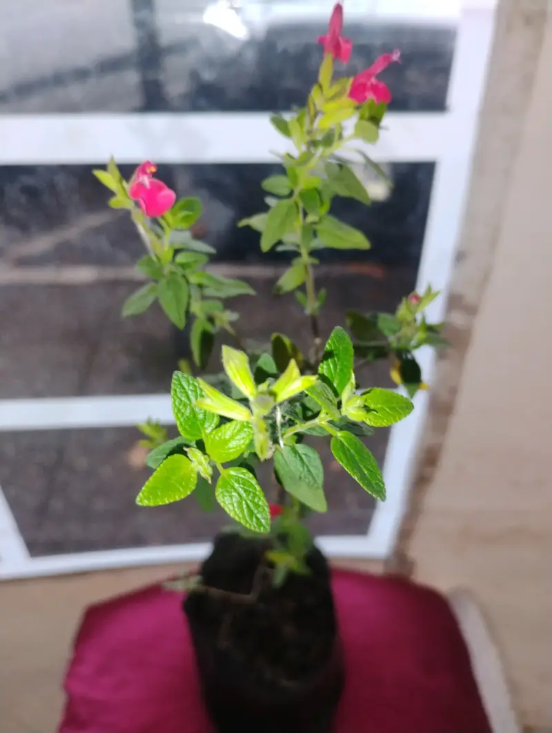 Planta Salvia guaranitica