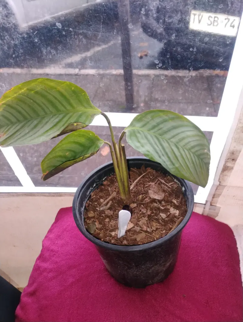 Planta Calathea en maceta