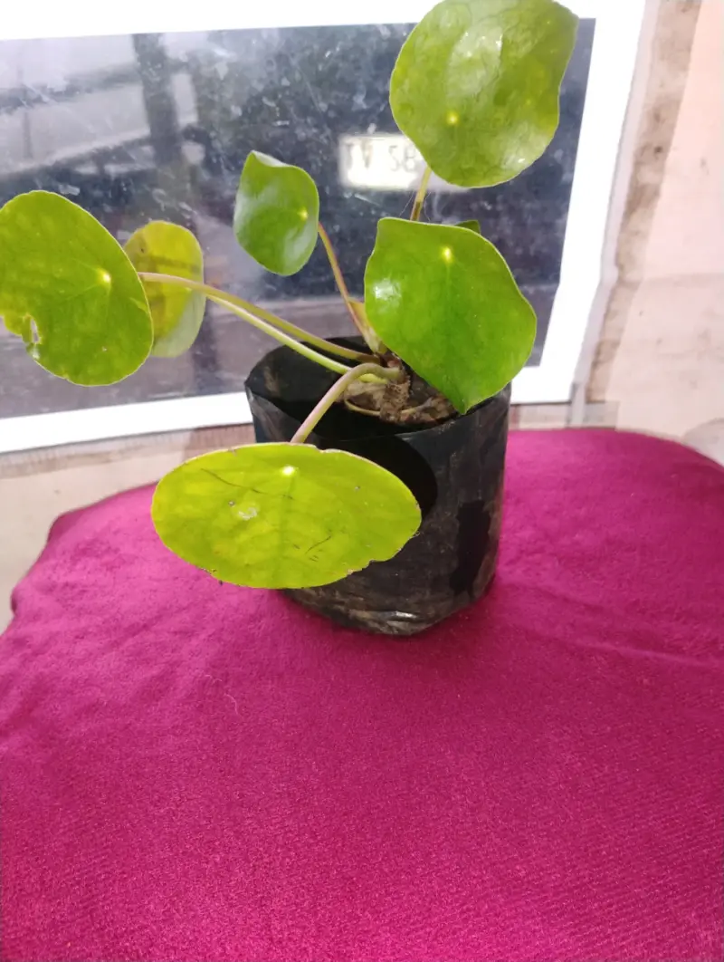 Planta Pilea Peperomioides en maceta
