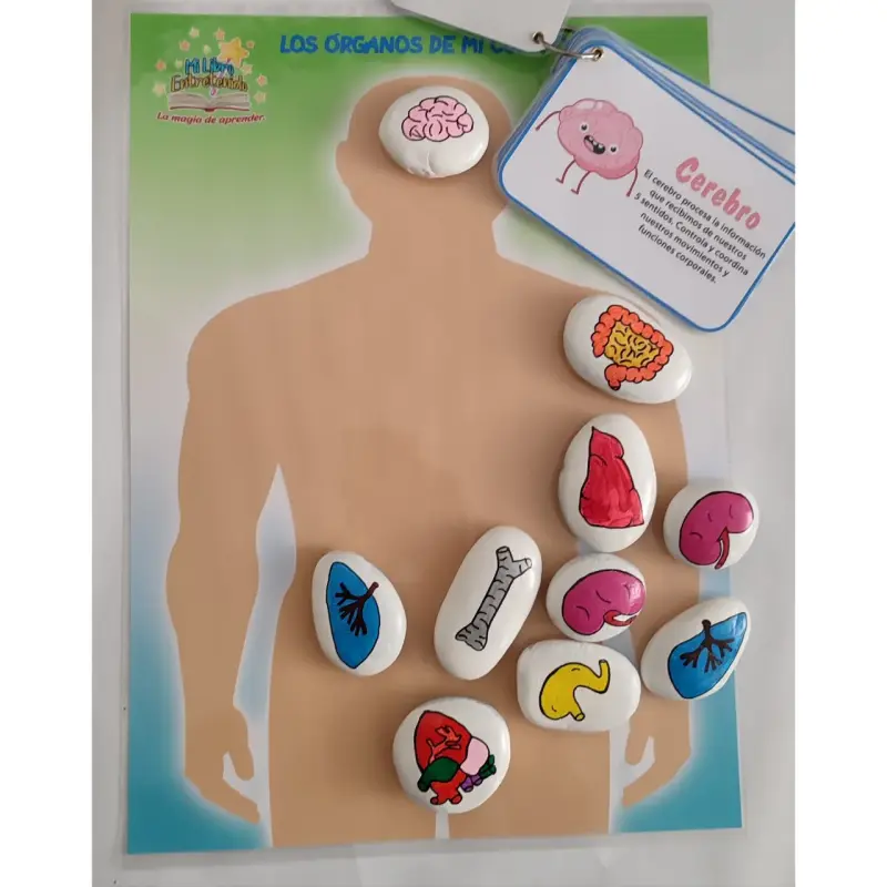 Juego didáctico de órganos humanos