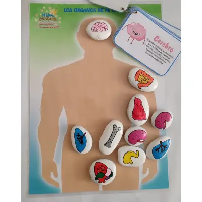 Juego didáctico de órganos humanos - miniatura 1