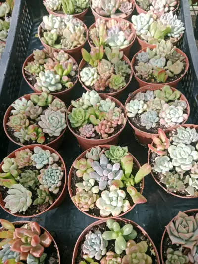 Souvenir  para bautizo , matrimonio, etc - miniatura 1