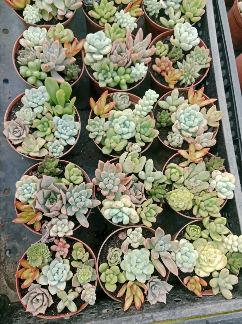 Souvenir  para bautizo , matrimonio, etc - 2