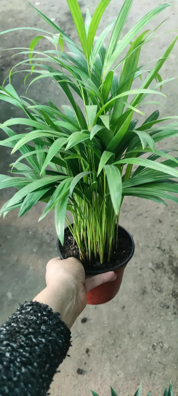 Palmera  Areca en macetas - 2