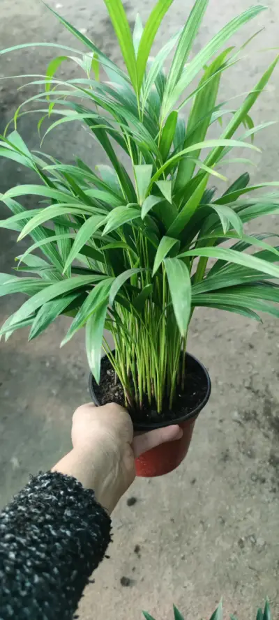 Palmera  Areca en macetas - miniatura 2