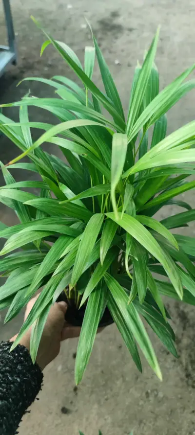 Palmera  Areca en macetas - miniatura 3