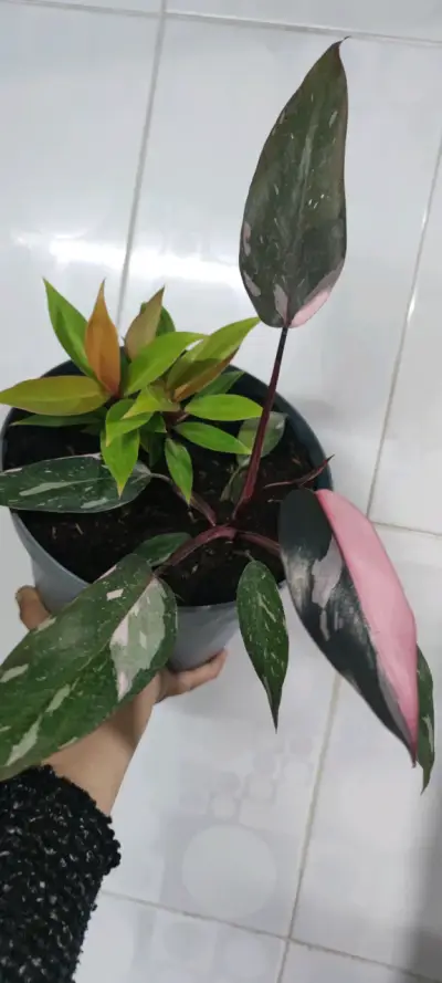 Mixs de Plantas de Colección - miniatura 5