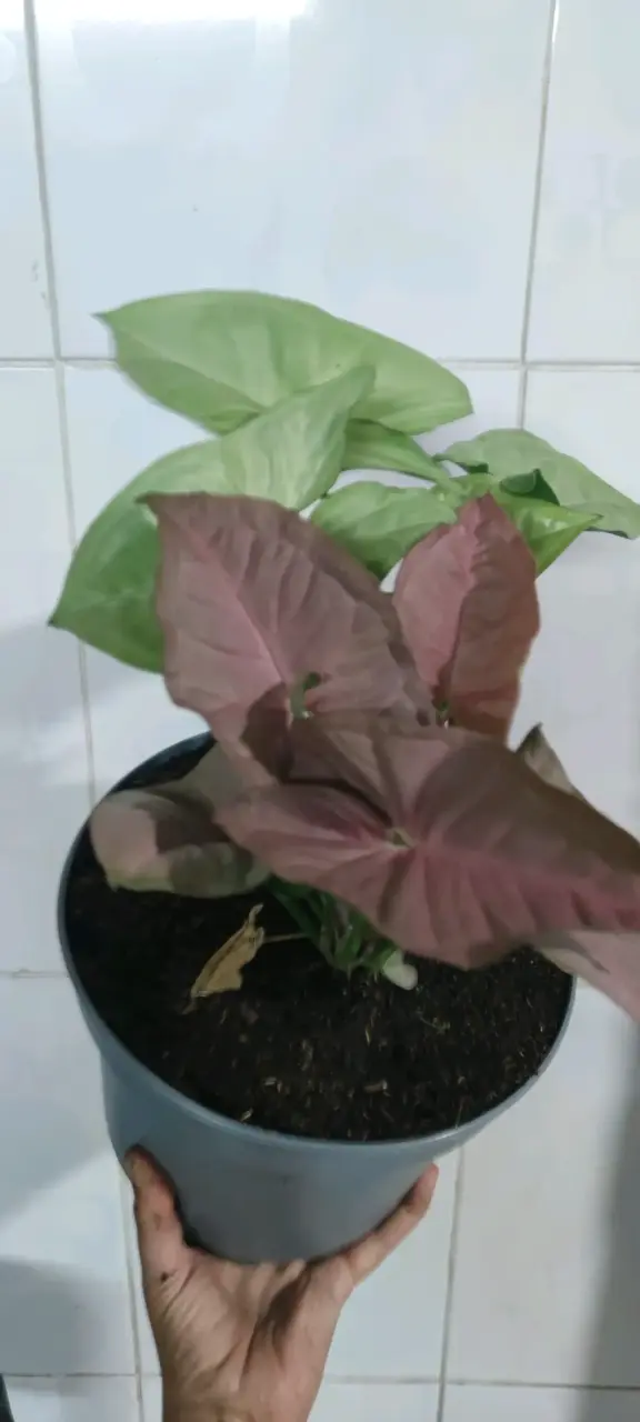 Mixs de Plantas de Colección - 6