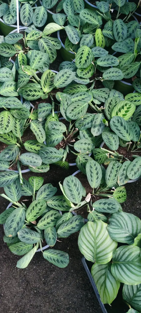 Plantas Marantha Lime limón - 3