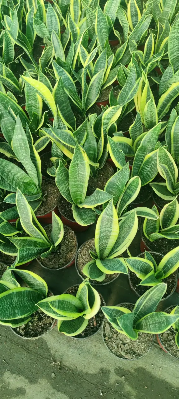 Planta Sansevieria Superba - 2