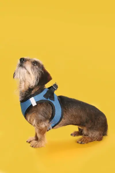 Arnés malla azul para perro - miniatura 2