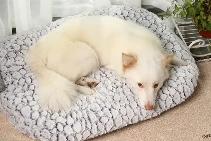 Cama para perro 50x70cm - 2