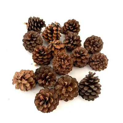 Piñas de pino mini decorativas naturales 16 unidad - miniatura 1