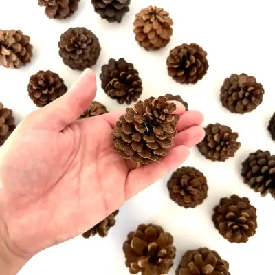 Piñas de pino mini decorativas naturales 16 unidad - miniatura 2