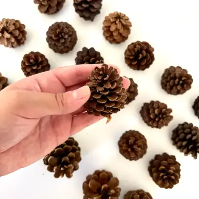 Piñas de pino mini decorativas naturales 16 unidad - miniatura 3