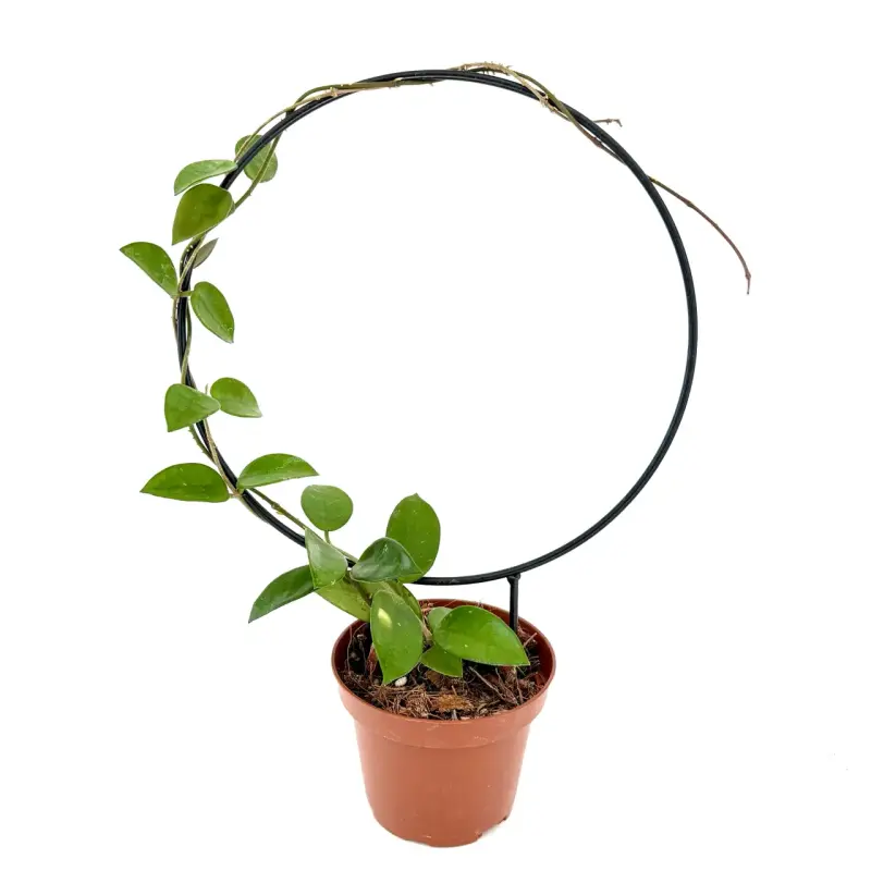 Tutor circular para plantas 23cm - 2